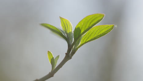 fresh spring leaves