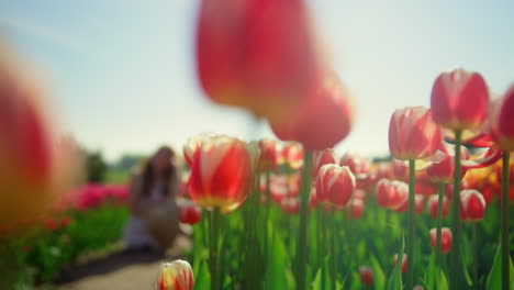 spring flower garden in bloom with unrecognizable girl sitting on road