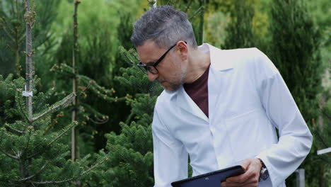 scientist inspecting christmas trees