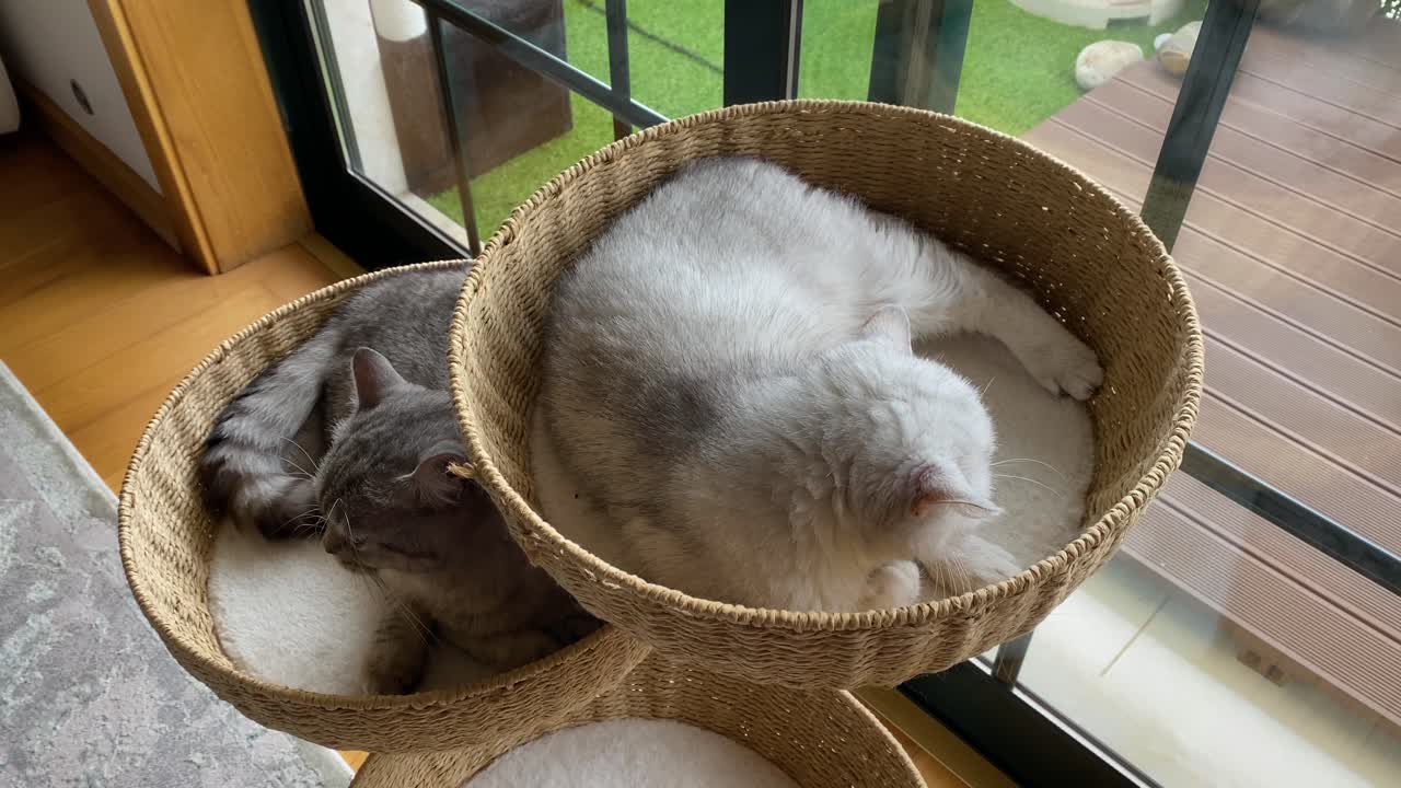 Due gattini persiani chinchilla che si rilassano dopo aver giocato tra loro