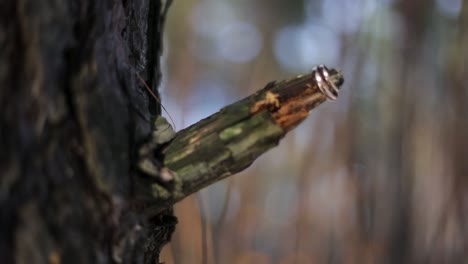 rings on a broken branch