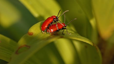 deux coléoptères cardinaux pyrochroa serraticornis accouplement sur feuille de plante