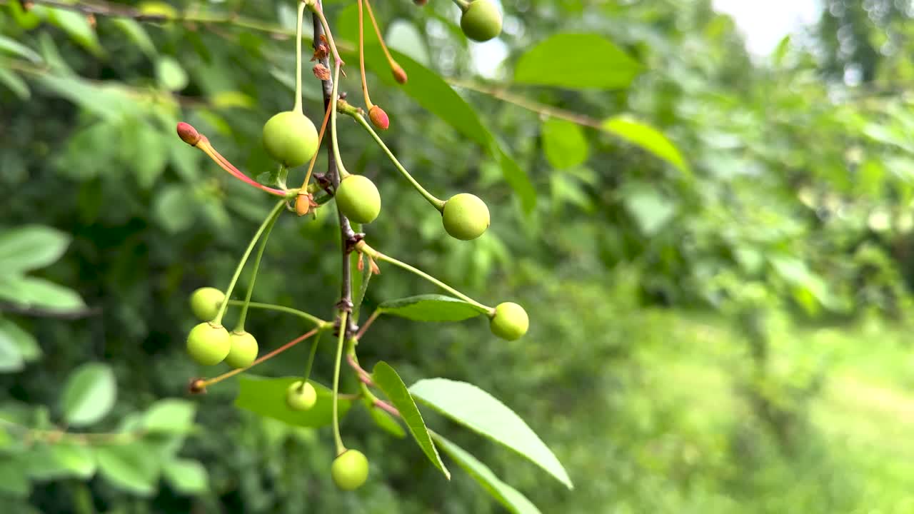 The first cherry fruits appeared (4K 60, static)