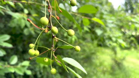 the first cherry fruits appeared (4k 60, static)