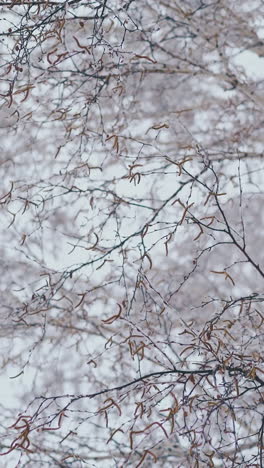 camera motion below birch grove with long branches covered with snow on early spring day in park close low angle shot
