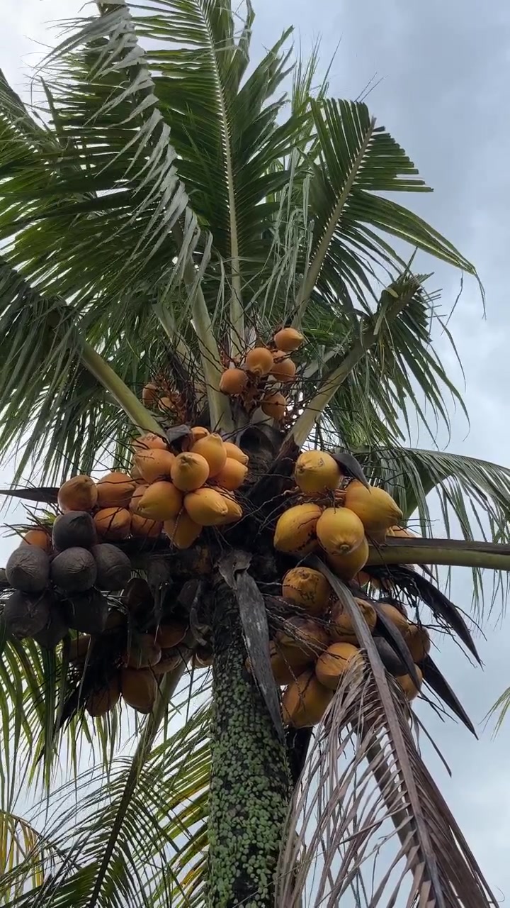 Tropical Coconut Tree with Many Coconuts Against Cloudy Sky