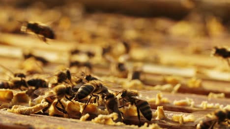 abejas melíferas en el panal