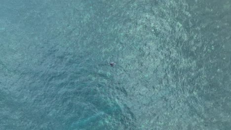 Drone-Ascendiendo-Sobre-Una-Manta-Raya-Solitaria-Nadando-En-El-Vasto-Océano