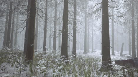 snowy forest landscape in winter morning light with tall trees and fog