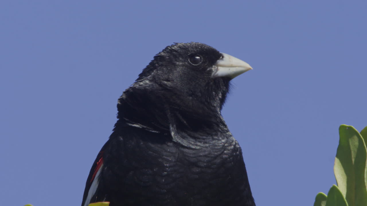 Nærbillede af en sort fugl med hvidt næb mod en blå himmel.