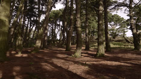 Quiet-fresh-green-forest-in-South-Ireland--wide