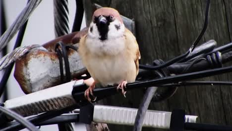 Typical-tree-sparrow-traipses-over-a-jumble-of-wires-and-cables-at-the-top-of-a-utility-pole