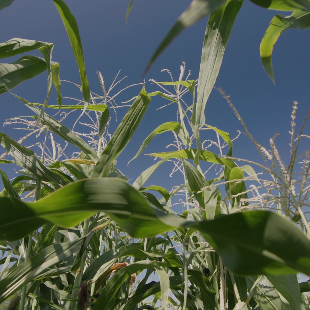 tallos de maíz altos contra el cielo azul