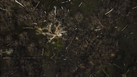 Aerial-shot-of-barren-trees-at-Point-Remove-Wildlife-Area,-Blackwell,-AR,-USA