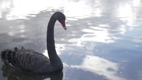 a black swan swimming in the water