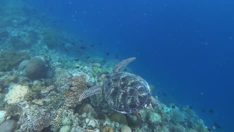 a green sea turtle swims slowly across the coral reef in search for food