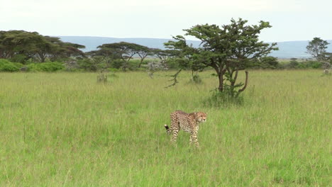 A-cheetah-walking-on-the-grass-field-towards-the-camera-in-the-Masai-Mara,-Kenya---Wide-Shot