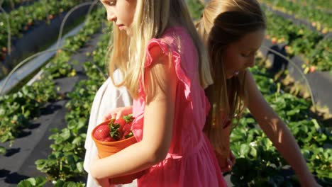 girls picking strawberries in the farm 4k