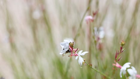 butterfly and bumblebee interacting on a flower