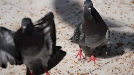 pigeons eating seeds