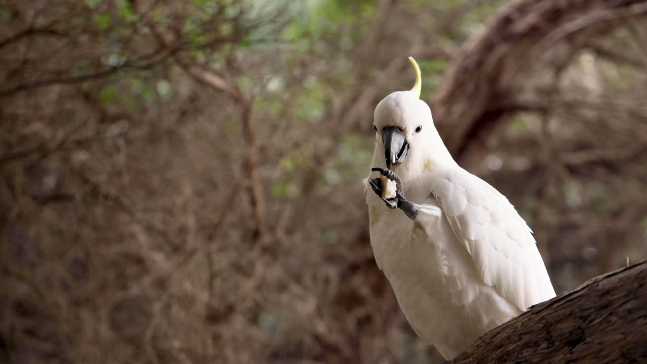 la cacatúa se alza en la rama, comiendo comida