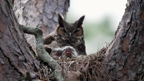 close up shot of great horned owl on a nest with two baby owlet chicks