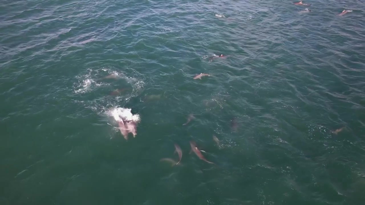 Aerial Shot Of Dolphins And Sharks In The Ocean, Byron Bay, NSW, Australia