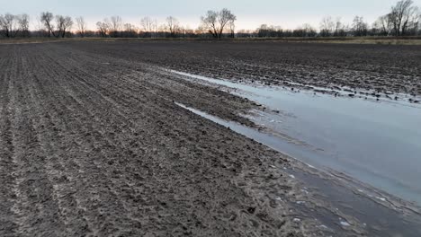 flooded cultivated field of winter wheat in autumn