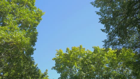 look up on blue sky in forest at sunny day, top view