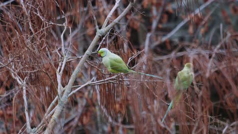 Close-up-handheld-shot-of-two-Ringneck-parrots-perched-on-tree-with-branches-in-beak