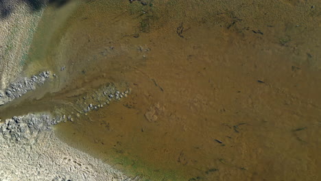 eurasian carp swimming in a lake being drained on a sunny day in a latvian lake, view from above