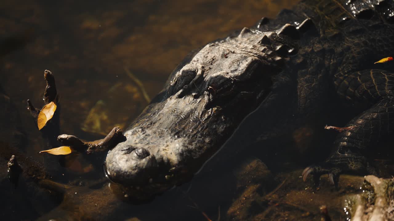 Wide-mouthed alligator sleeping in a swamp. Close up of the head
