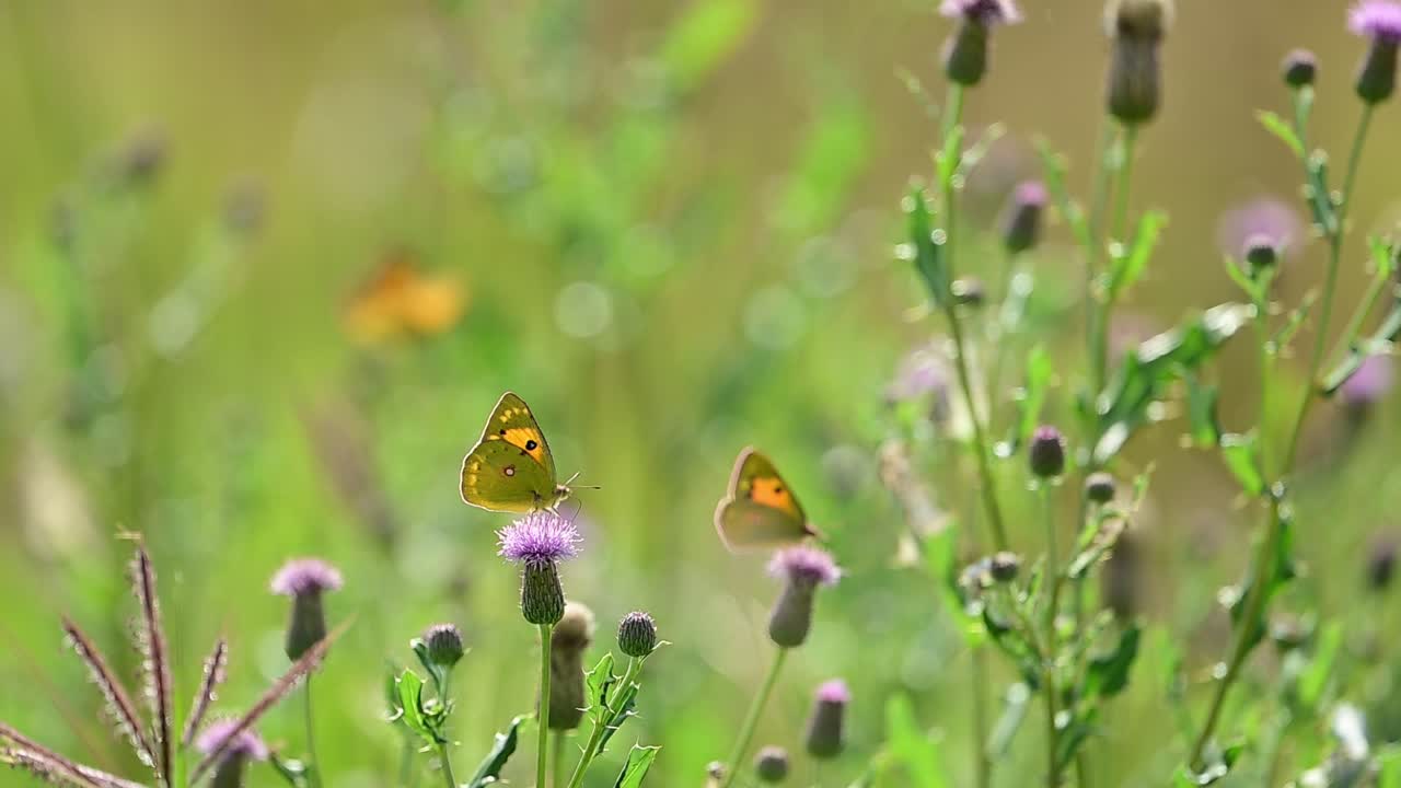 Farfalla giallo brillante che contrasta con specie più scure su uno sfondo di cardo viola