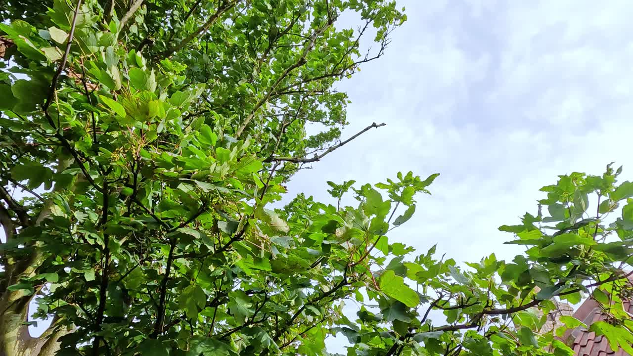 푸른 하늘을 배경으로 움직이는 초록색 잎