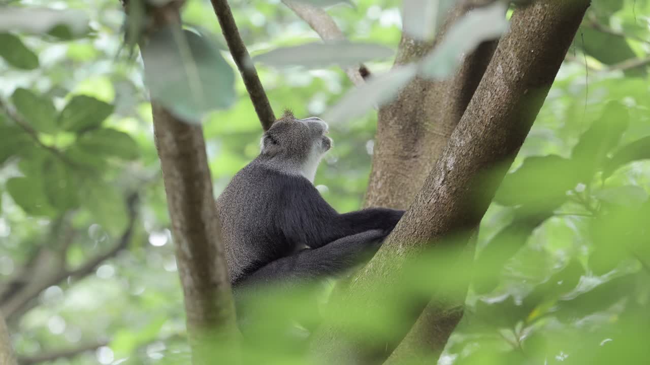 mono en los árboles del bosque en áfrica en el parque nacional de kilimanjaro en tanzania en un safari africano de vida silvestre y animales, monos azules sentados en una rama de árbol, bostezando y mostrando dientes