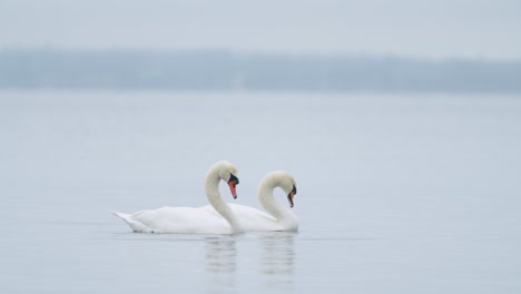 Wild-mute-swan-eating-grass-underwater-closeup-in-overcast-day