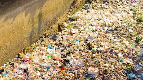 Stray-dog-sniffing-in-a-water-canal-contaminated-with-a-lot-of-garbage