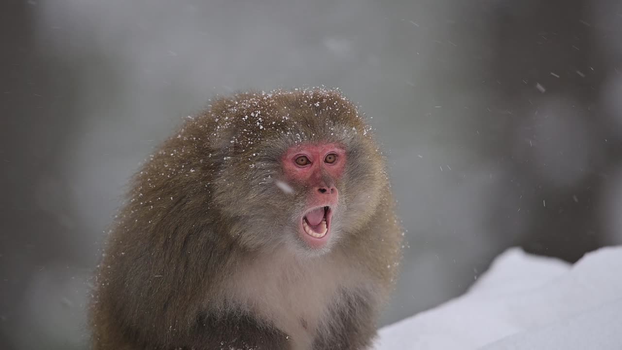 Retrato de um macaco-rhesus, um macaco selvagem na queda de neve