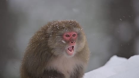 portrait of rhesus macaque monkey a wild monkeyin snow fall