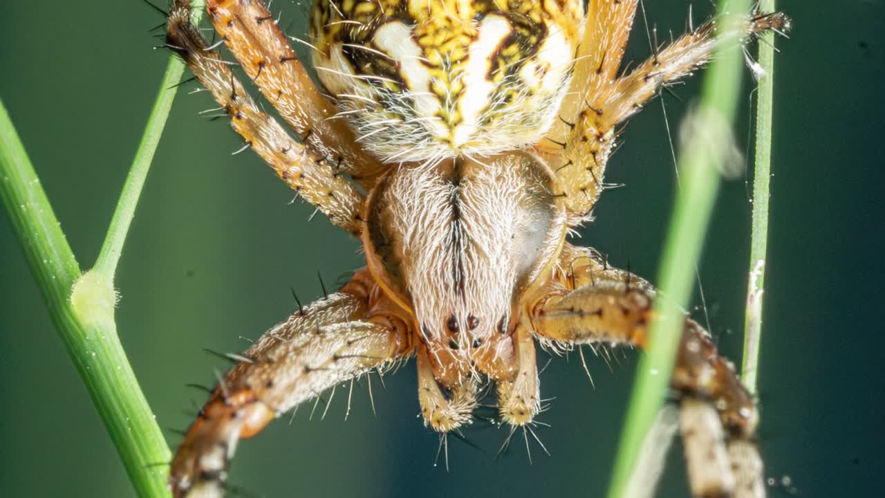 Close-up Macro Detail Of An Orb-Weaver Spider