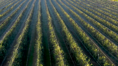 Apple-plantation,-orchard-with-anti-hail-net-for-protection-from-above,-aerial-shot,-natural-disaster-and-severa-weather-protection-in-agriculture,-fruit-production