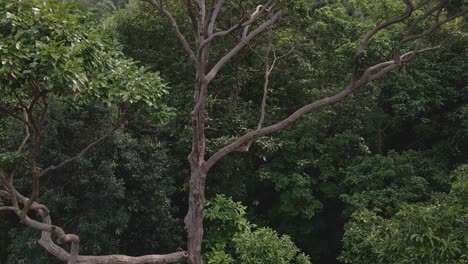 aerial ascending drone shot of a tropical big tree with spiraling branches in a lush green tropical exotic rain forest jungle on a island in thailand