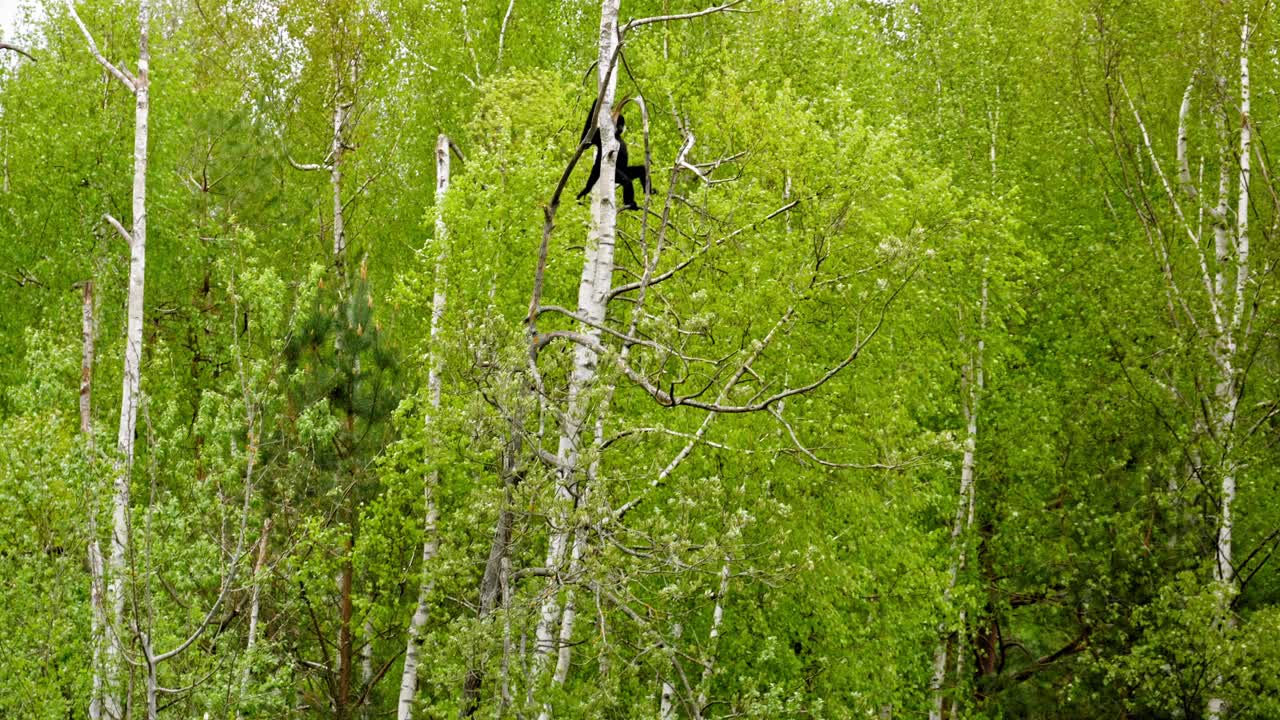 gibón saltando de árbol en árbol en la selva - tiro de ángulo bajo