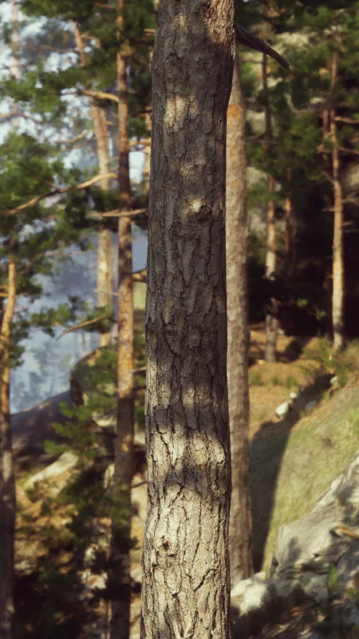 tronco de árbol forestal