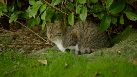 tabby cat sits next to bush