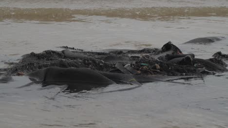 plastic waste washed ashore, pollution of the seas, ecology concept