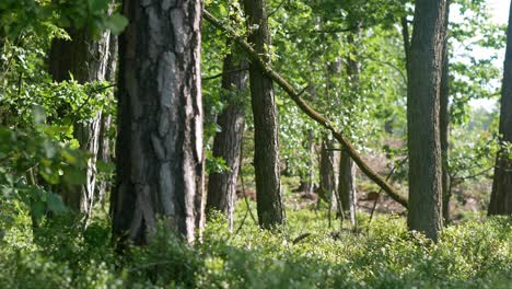 Día-Soleado-En-Medio-De-Un-Hermoso-Bosque-Verde,-Luz-De-La-Mañana