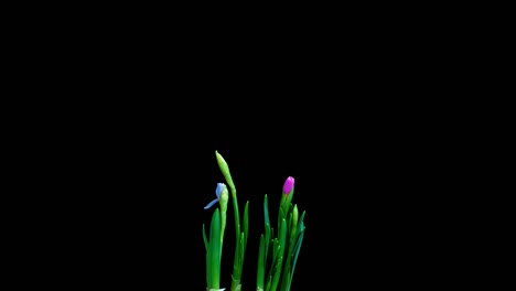 time lapse shooting of the growth and flowering of a bouquet of blue and yellow daffodils on a black background, 4k video. beautiful unusual flowers.