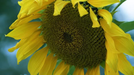 Sunflower-close-up-in-gentle-wind-breeze-autumn-golden-hour