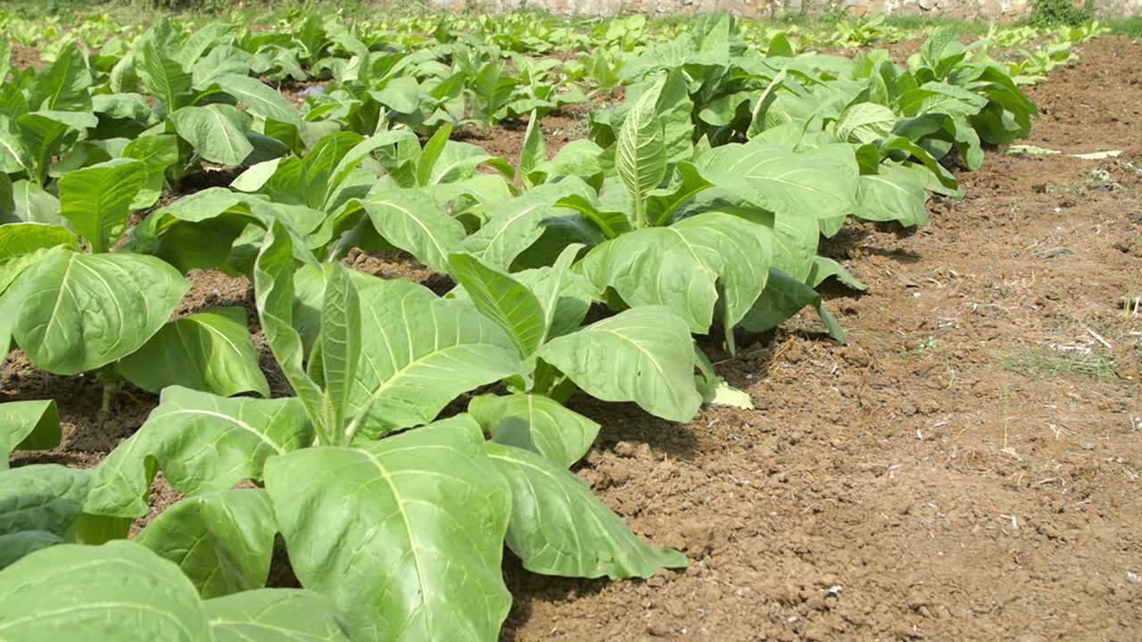primer plano de las plantas de tabaco en un campo